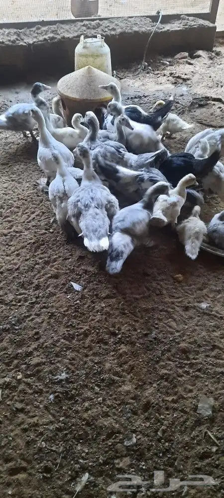 للبيع بط فروخ للذبح 3