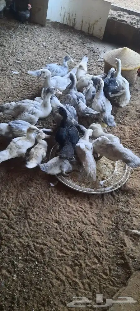 للبيع بط فروخ للذبح 2