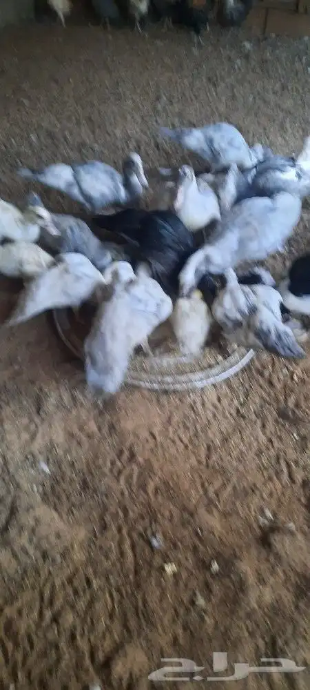 للبيع بط فروخ للذبح 1