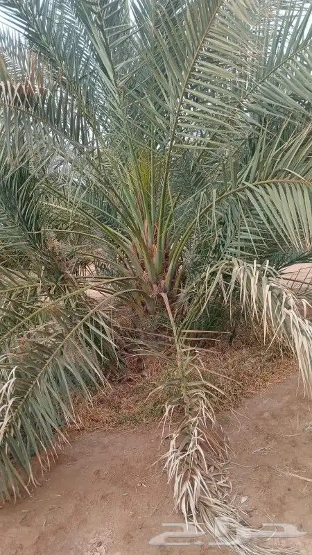 نخل صقعي ومجدول طيب اتواصل جميع مناطق المملكة 0