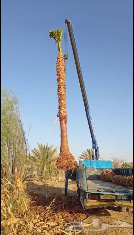 زراعة النخيل وتنسيق الحديق واتمل الشبوك والبناء الترثي 2