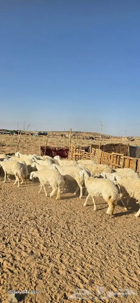 غنم حرش طيبه صنف الصنف 27 راس دفيع وضراب 1