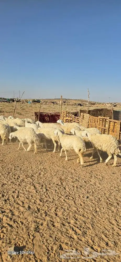 غنم حرش طيبه صنف الصنف 27 راس دفيع وضراب 2
