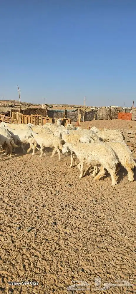 غنم حرش طيبه صنف الصنف 27 راس دفيع وضراب 7