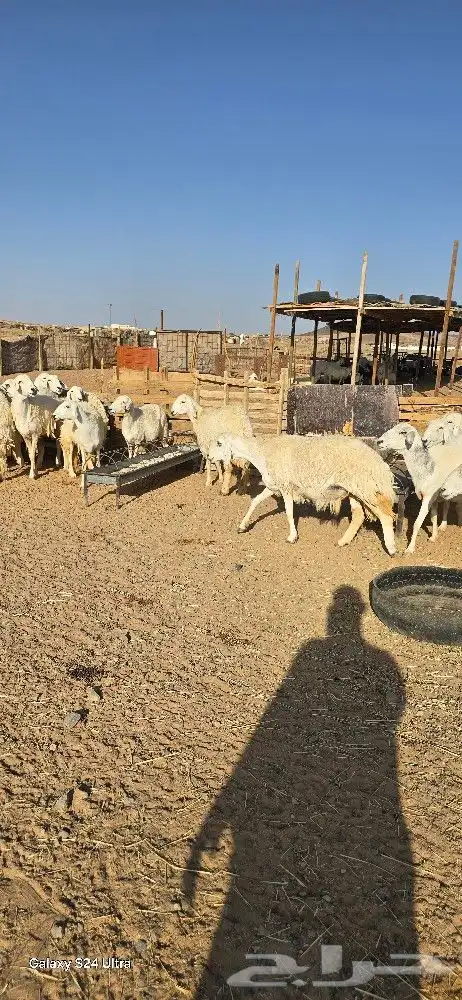 غنم حرش طيبه صنف الصنف 27 راس دفيع وضراب 5