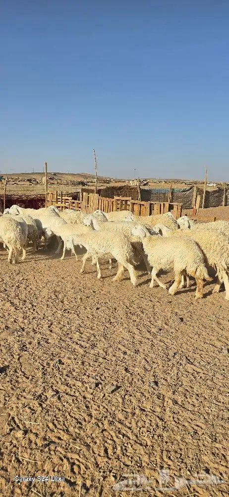 غنم حرش طيبه صنف الصنف 27 راس دفيع وضراب 6