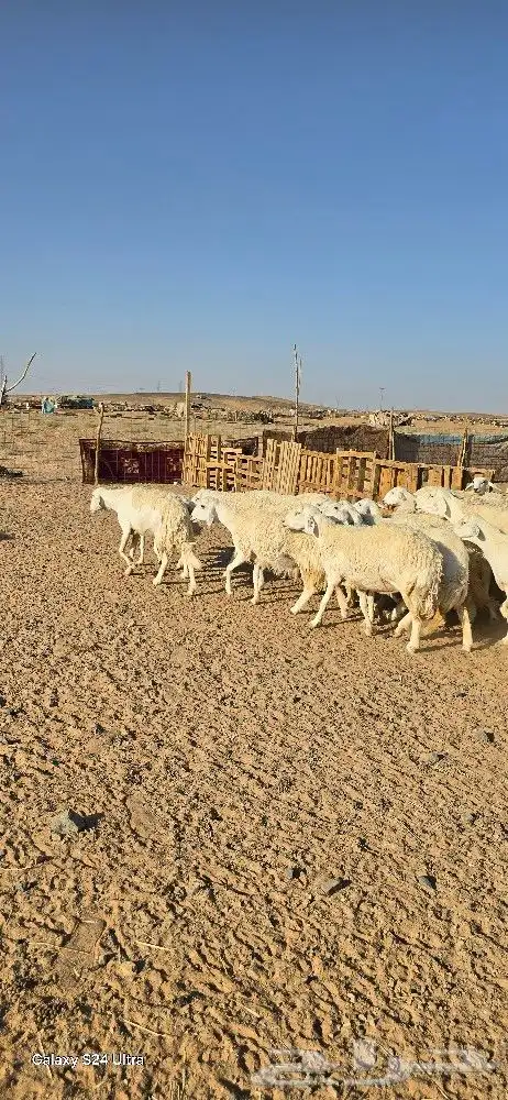 غنم حرش طيبه صنف الصنف 27 راس دفيع وضراب 3