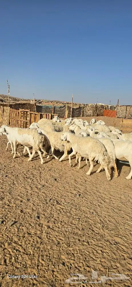 غنم حرش طيبه صنف الصنف 27 راس دفيع وضراب 4