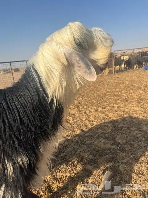 فحل نجدي ضخم جدا وصنف الصنف 0
