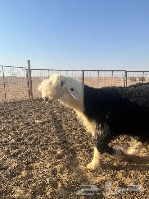فحل نجدي ضخم جدا وصنف الصنف 4