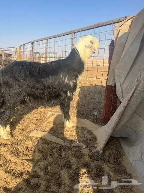 فحل نجدي ضخم جدا وصنف الصنف 1