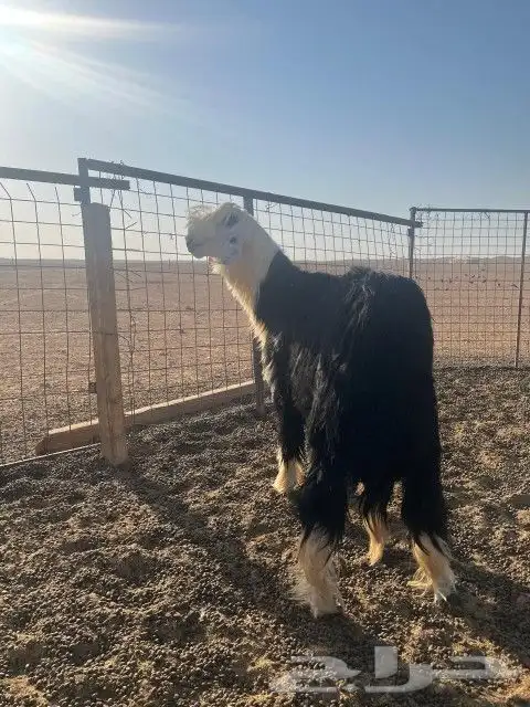 فحل نجدي ضخم جدا وصنف الصنف 3