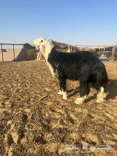 فحل نجدي ضخم جدا وصنف الصنف 2