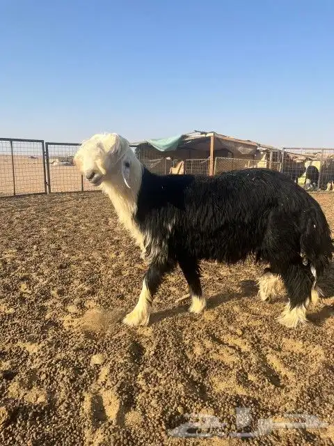 فحل نجدي ضخم جدا وصنف الصنف 5