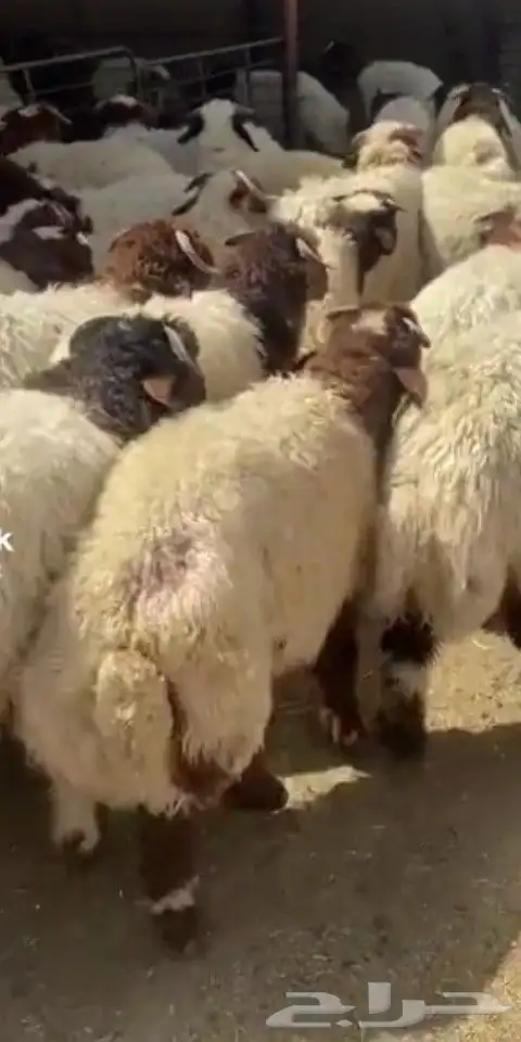 ذبايح نعيم تمايم 1