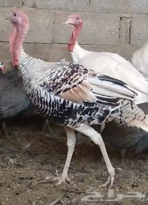 ديوك رومى 2