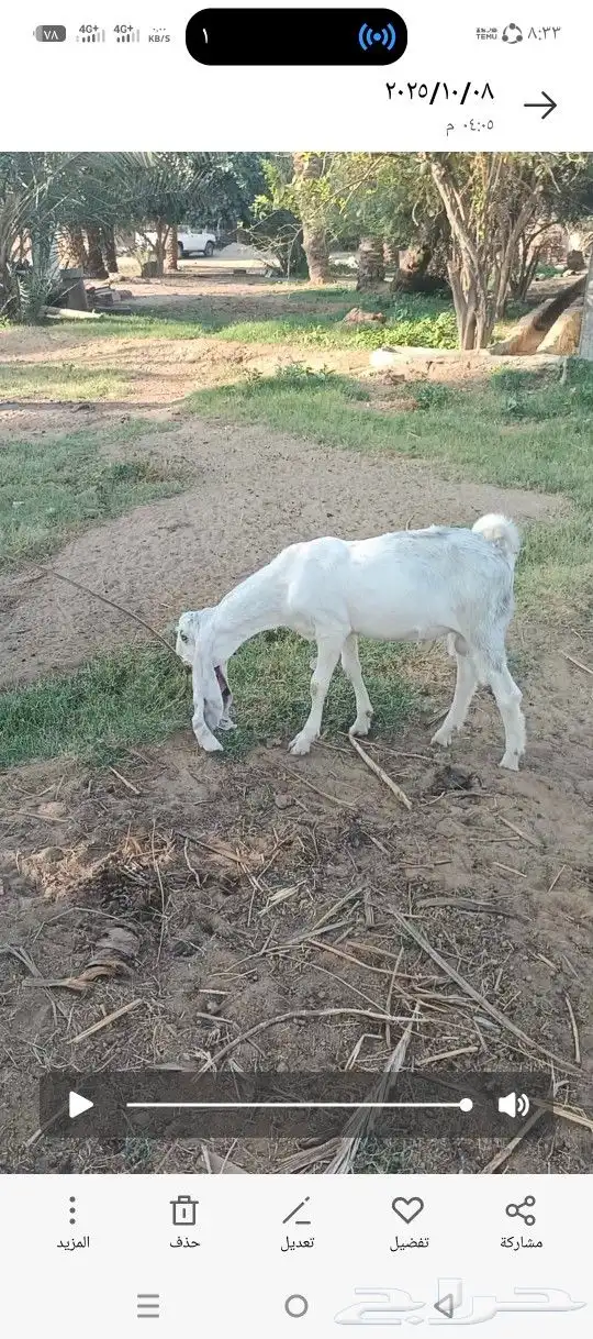 ما شاء الله تبارك الرحمن تيس مشروع فحل طيب 4