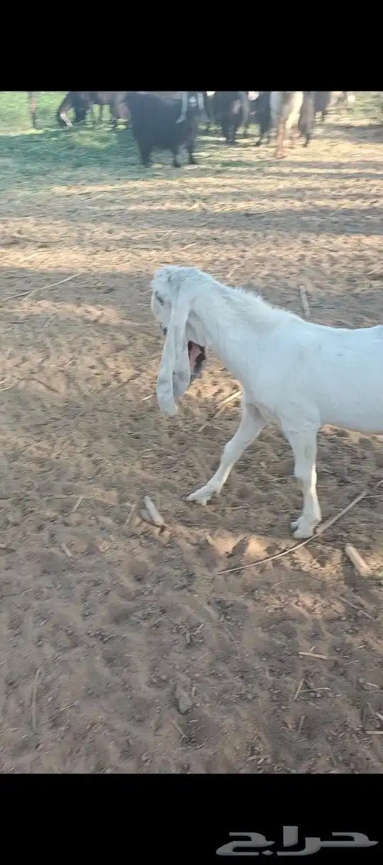 ما شاء الله تبارك الرحمن تيس مشروع فحل طيب 2