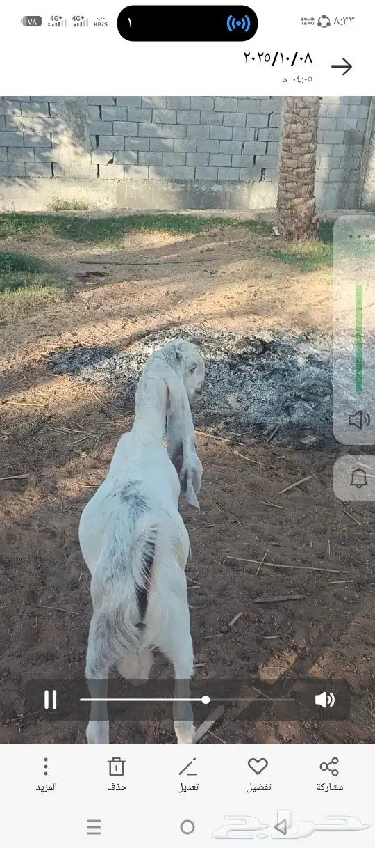 ما شاء الله تبارك الرحمن تيس مشروع فحل طيب 1
