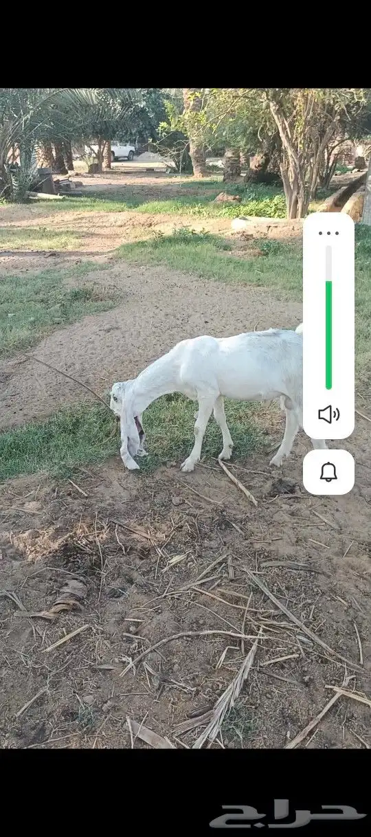 ما شاء الله تبارك الرحمن تيس مشروع فحل طيب 0