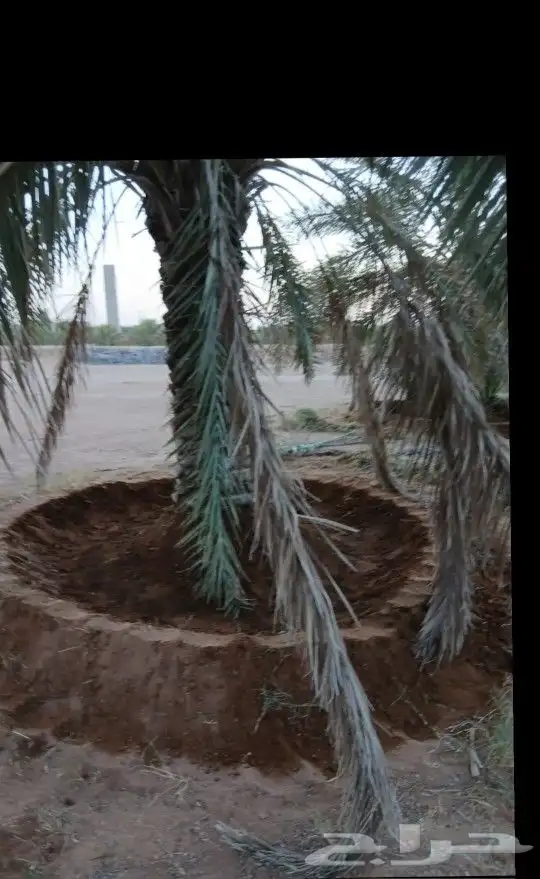 يوجد لدينا عمال تحيض وتكريب وبنا حجر 0