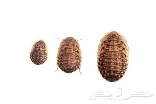 صراصير دوبيا للزواحف والطيور والحشرات 0