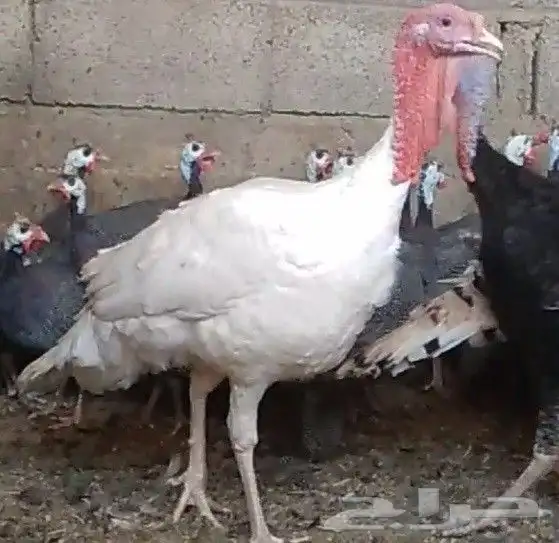 ديوك رومى 0