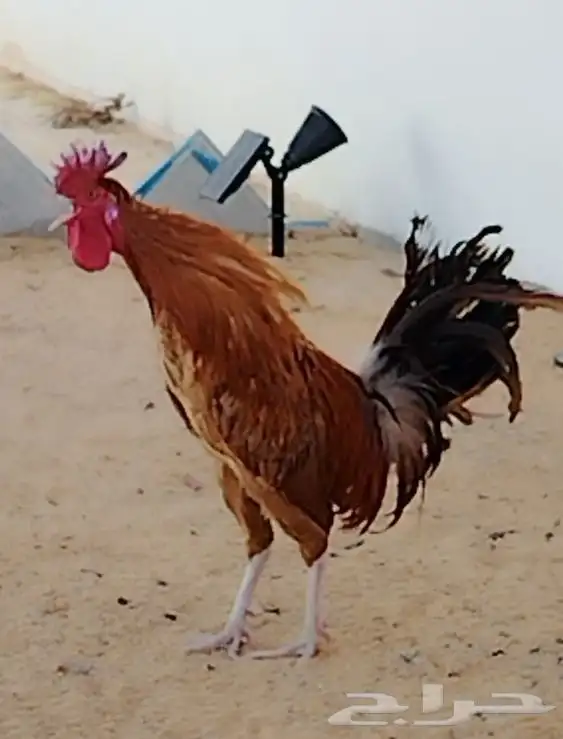 ديك عربي 2