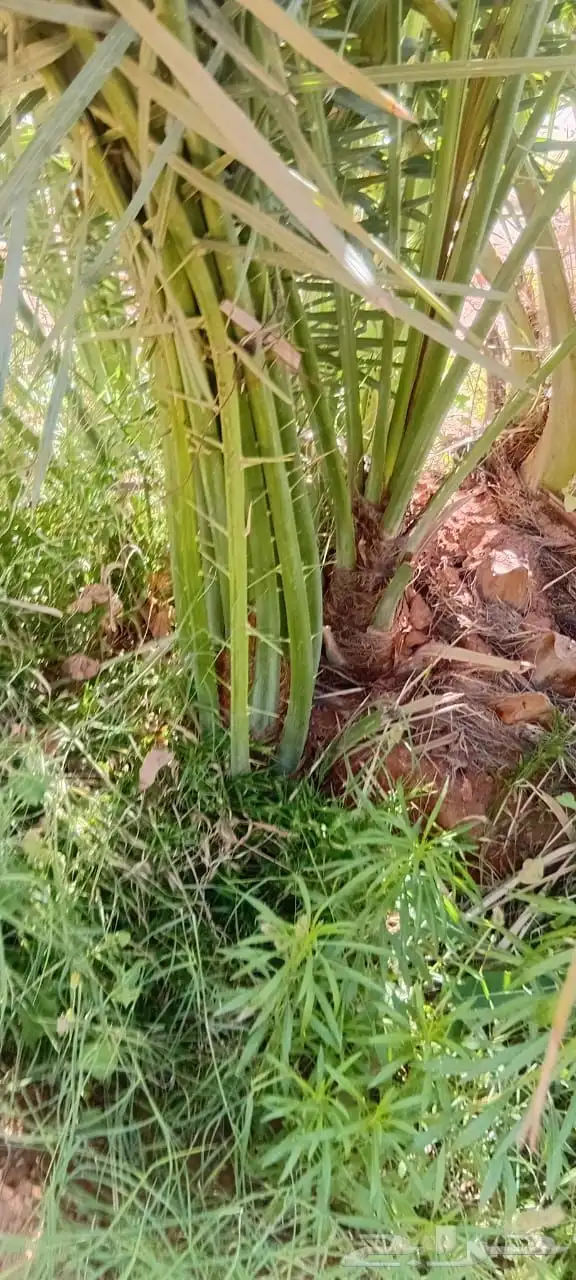 يوجد لدينا نخيل طيب اخلاص وصقعي ومجدوال وسكري 0