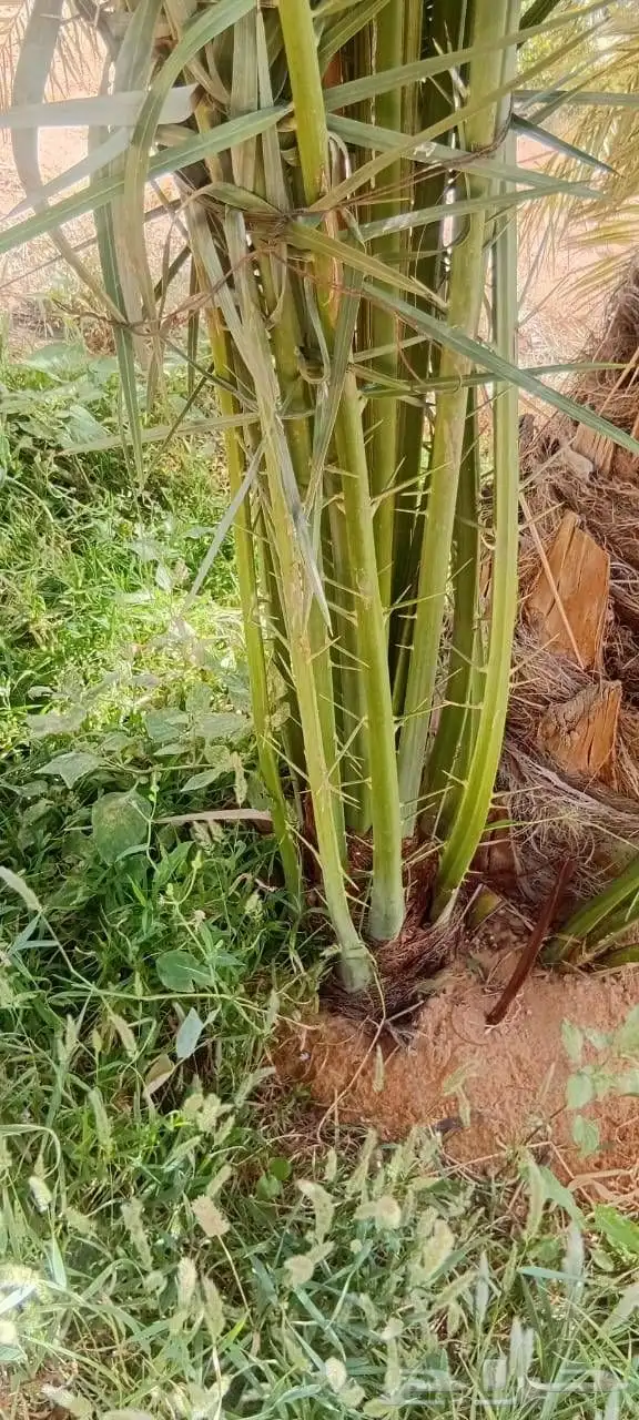 يوجد لدينا نخيل طيب اخلاص وصقعي ومجدوال وسكري 3