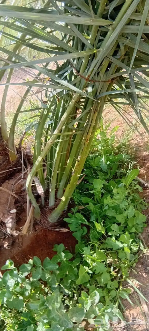 يوجد لدينا نخيل طيب اخلاص وصقعي ومجدوال وسكري 1