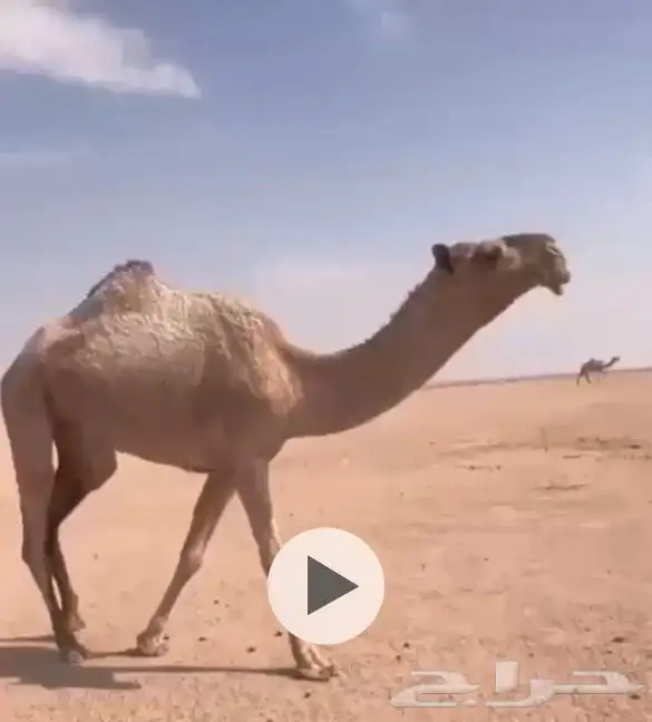 جذعه شعلا طيبة 0