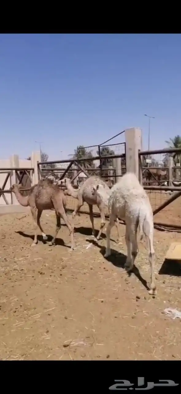للبيع حشو 0
