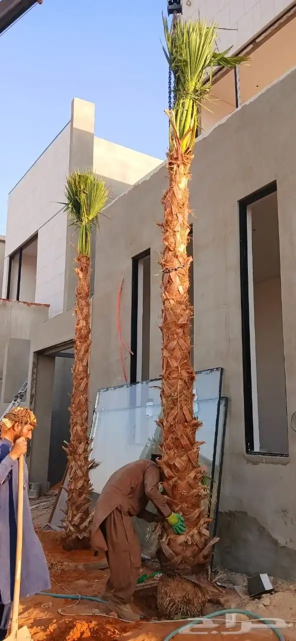 نخل مثمر فاخر نخل واشنطني زينه الأسعار مناسبه 3