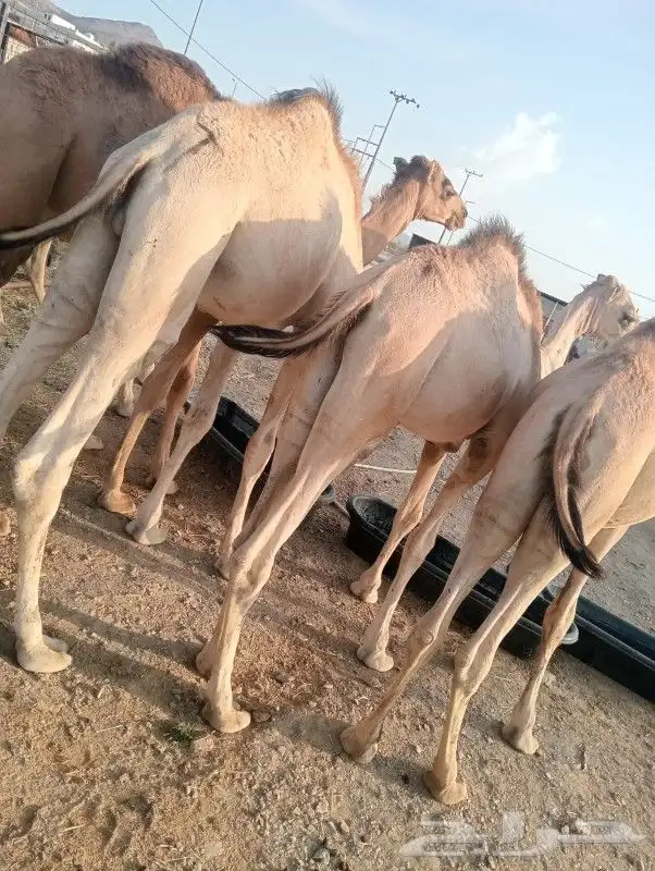 قعدان مميزه بأعلي المواصفات - المزاحميه 2800 1