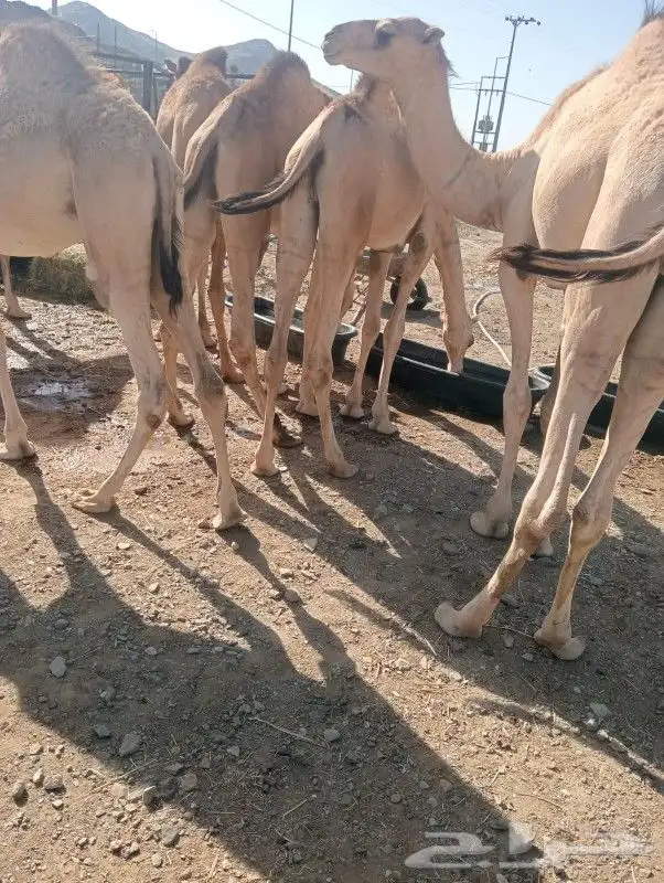 قعدان مميزه بأعلي المواصفات - المزاحميه 2800 2