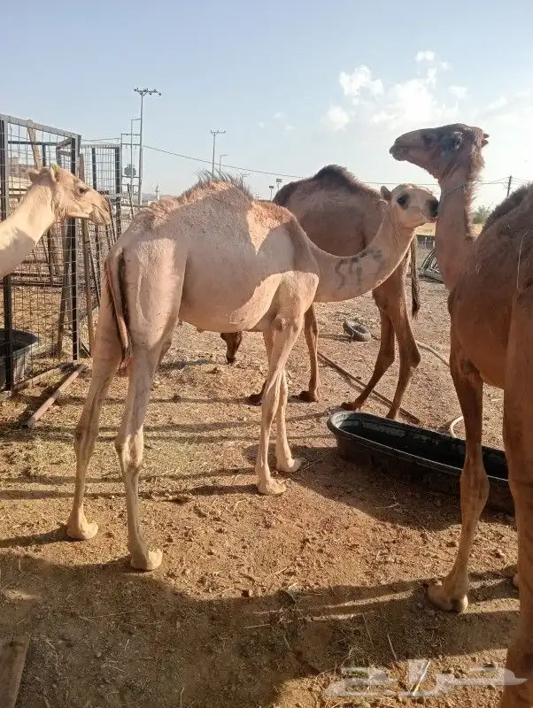 قعدان صومالي تبارك الله لحم طيب ومضمون 3000 0