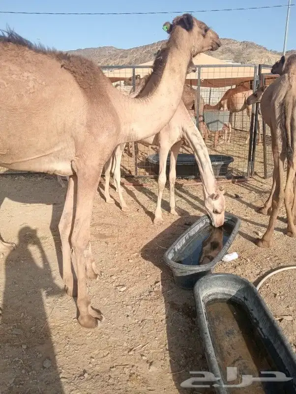 قعدان صومالي تبارك الله لحم طيب ومضمون 3000 2