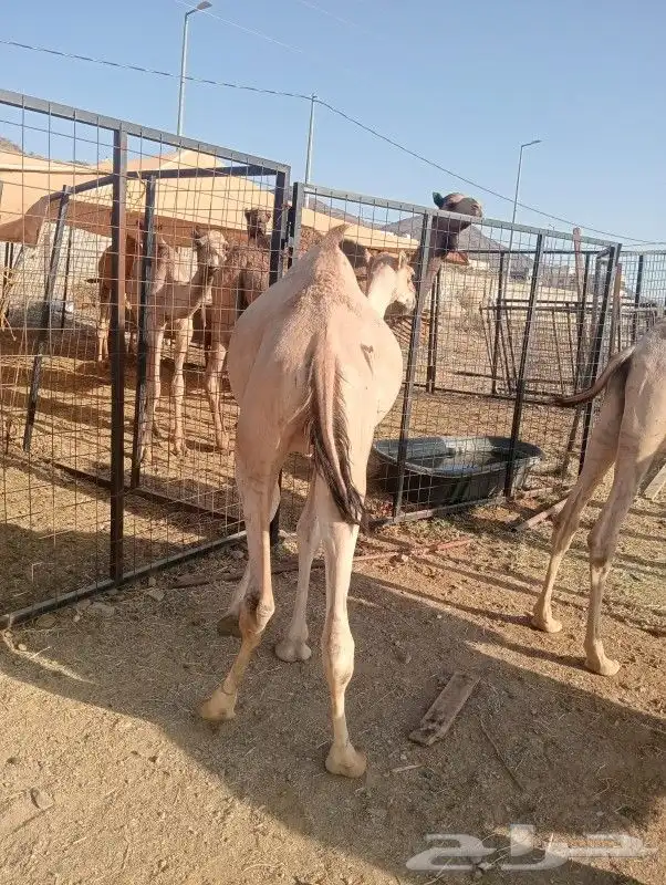 قعدان مرابي موجود بالباحه معشوقه لحم مضمون 0