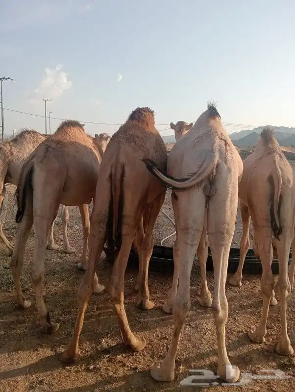 قعدان فاخرة للبيع   تربية مزارعنا وجودة عالية 1
