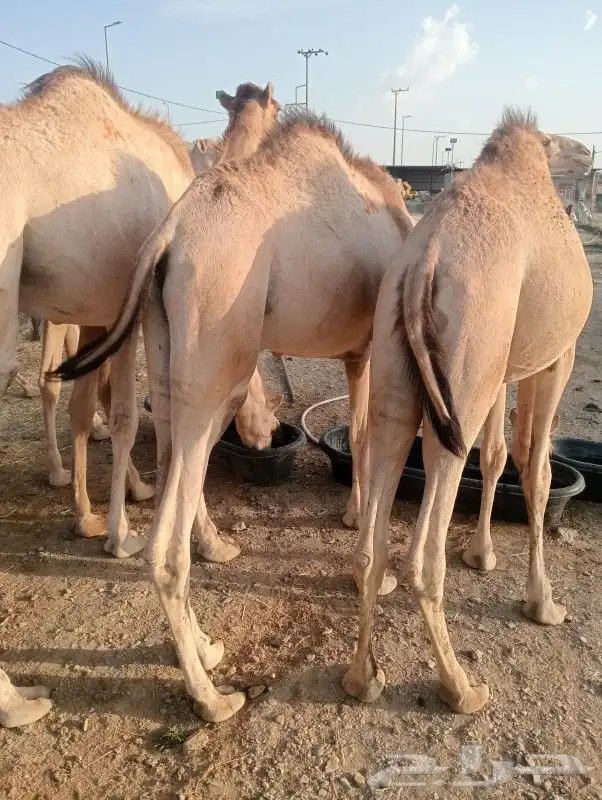 قعدان صومالي تبارك الله لحم طيب ومضمون 0