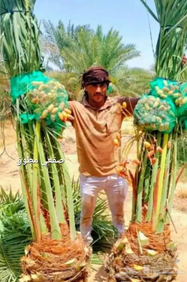 نخيل بجميع انواعه 8