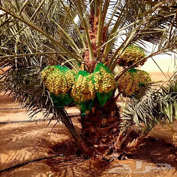 نخل مثمر فاخر للبيع نقايل جثايث فسائل منوعه توريد وزراعه نخي 0