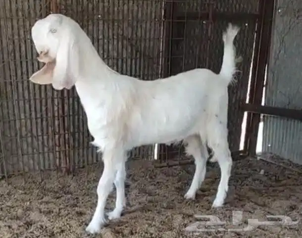 جفره برصاء فاخره 0