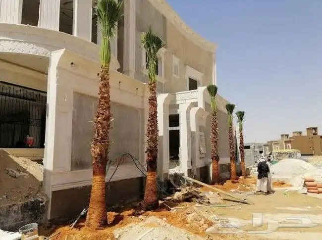 نخيل واشنطني زينه 9