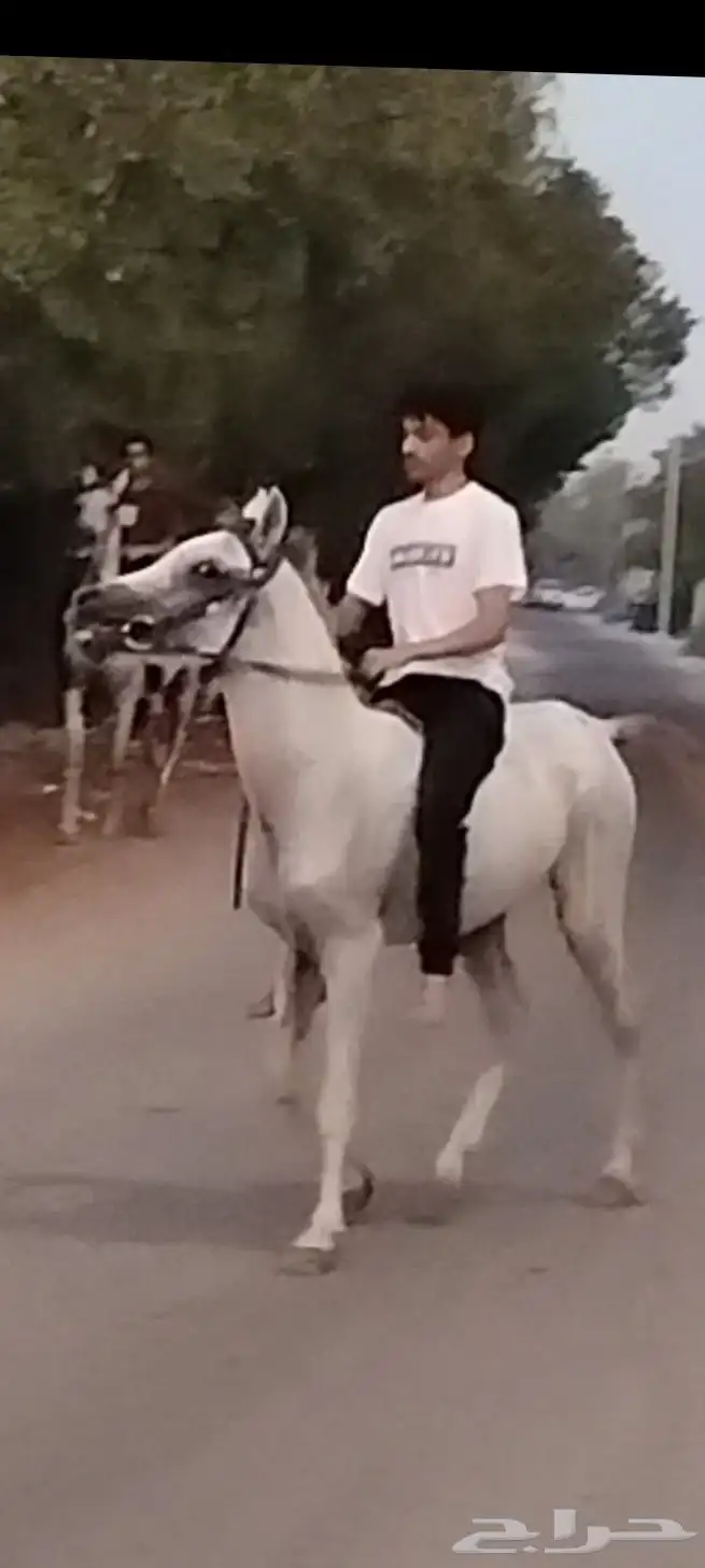 مهر شعبي 0