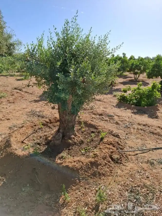 يوجد لدينا اشجار 8