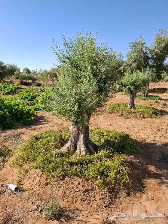 يوجد لدينا اشجار 6