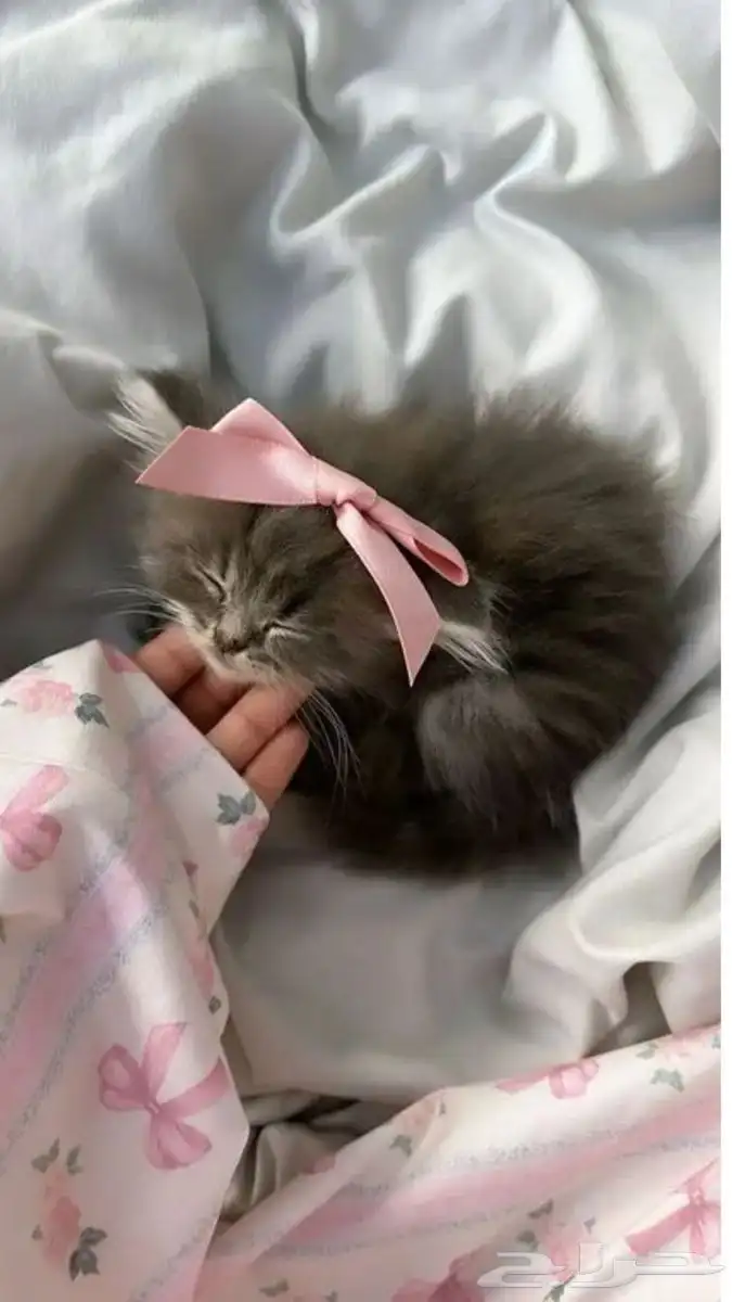 قطه 0