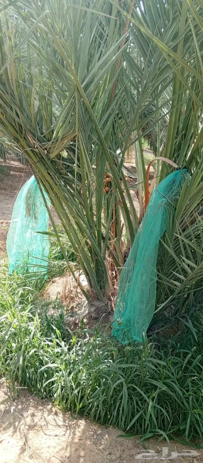 يوجد لدينا نقايل و فسائل 7